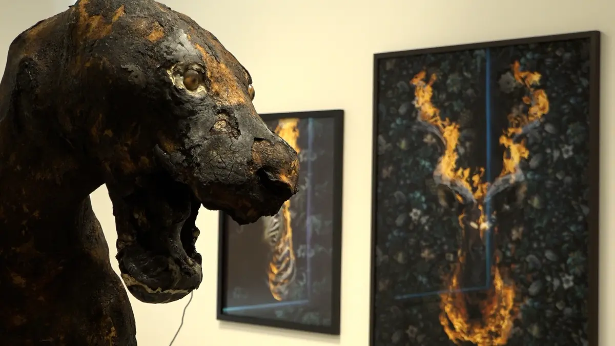 Brennende sjiraffer, sebraer og menneskelige levninger.  Den norske fotografen Christian Houge stiller ut i Praha